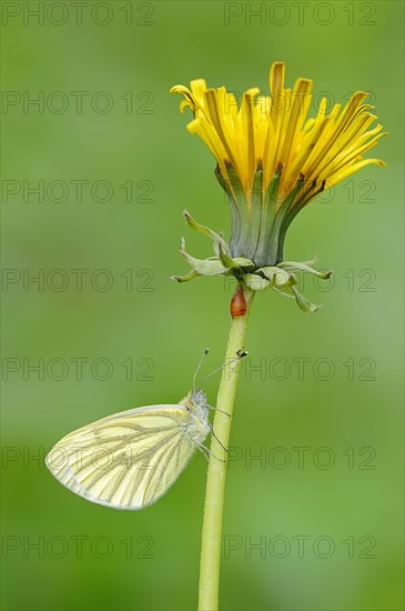 Green-veined White