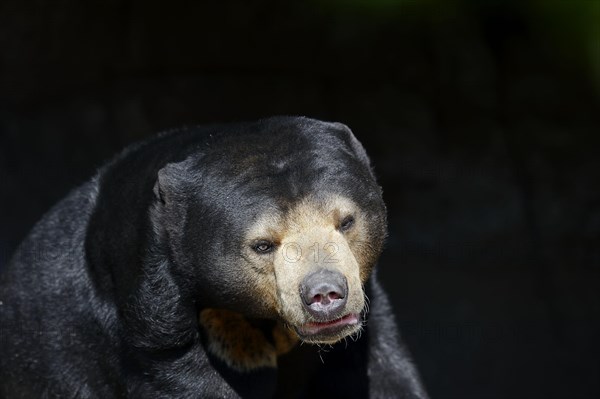 Sun bear