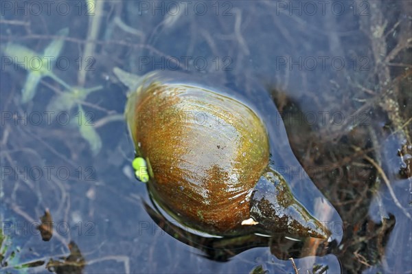 Great pond snail