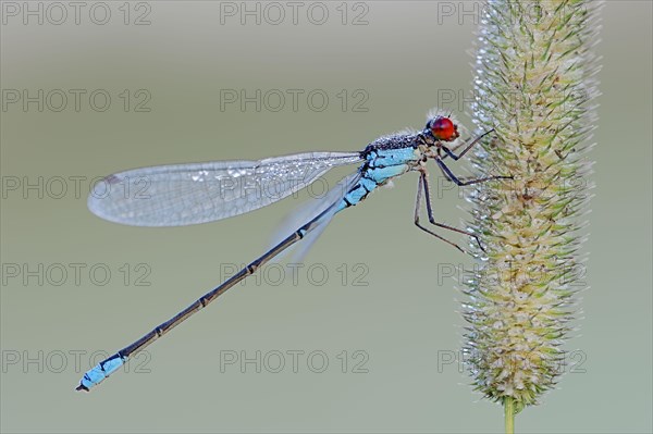 Small Red-eyed Damselfly