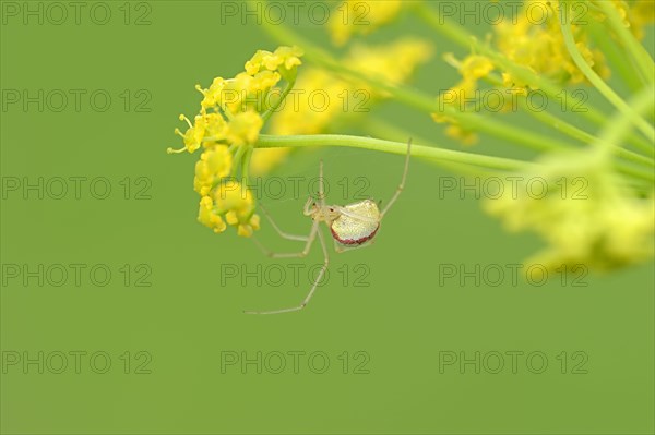 Comb-footed Spider