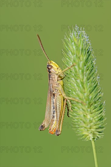 Meadow Grasshopper