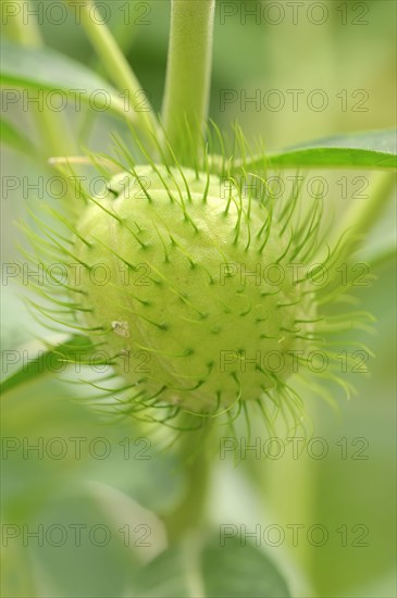 Narrow-Leaf Cotton Bush