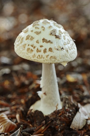 False death cap