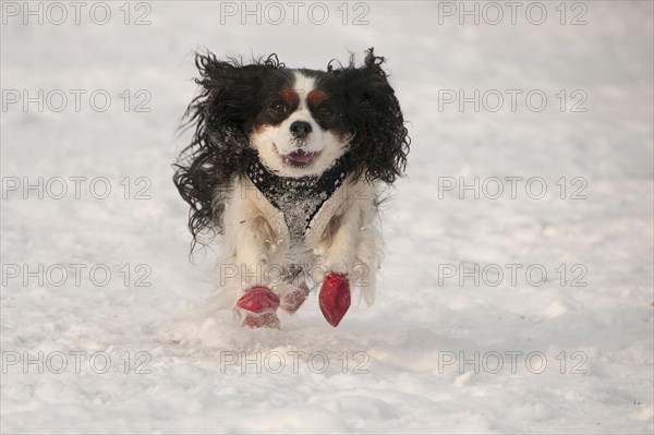 Cavalier King Charles Spaniel