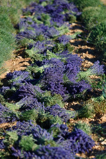 Lavender field