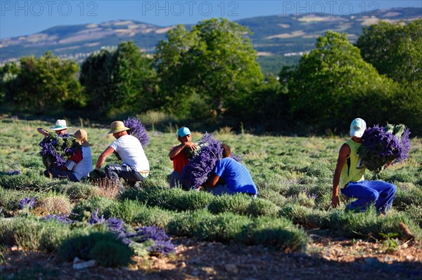 Lavender harvest