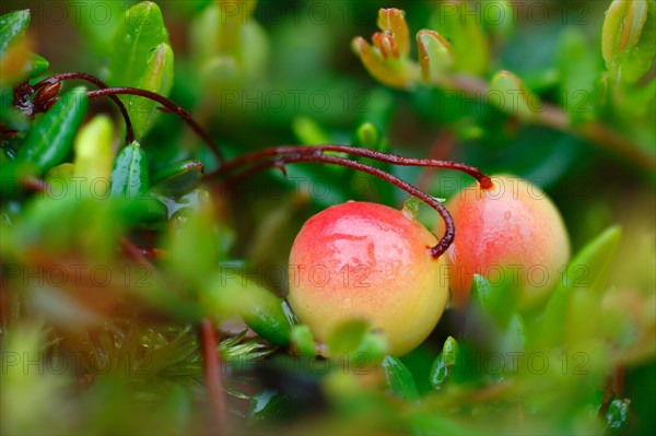 Lingonberry