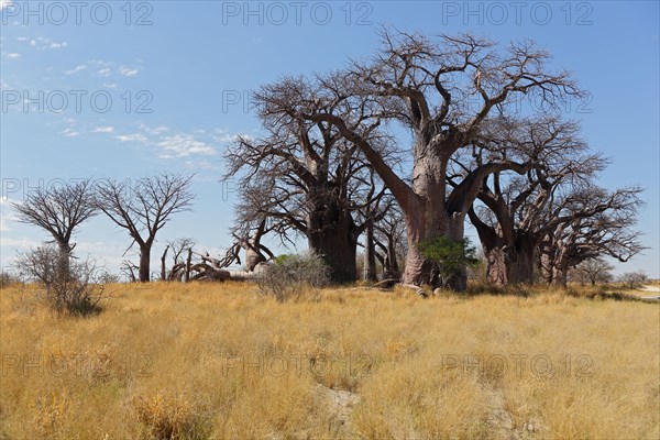 Baobab