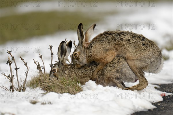 Brown Hares