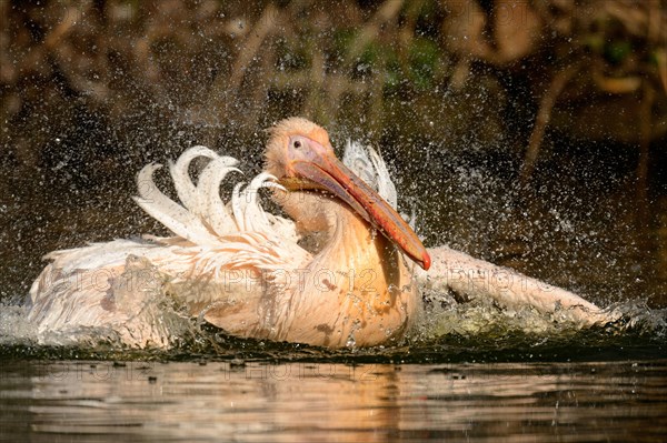 White Pelican