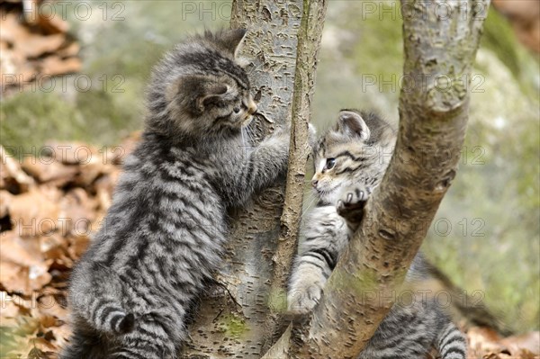 European Wildcats