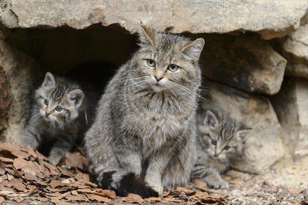 European Wildcat