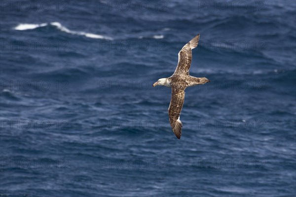 Southern giant petrel