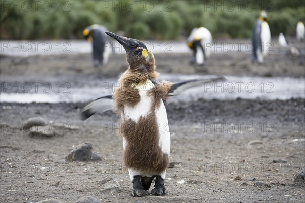 King penguin