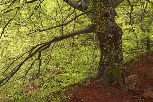 Beech trees