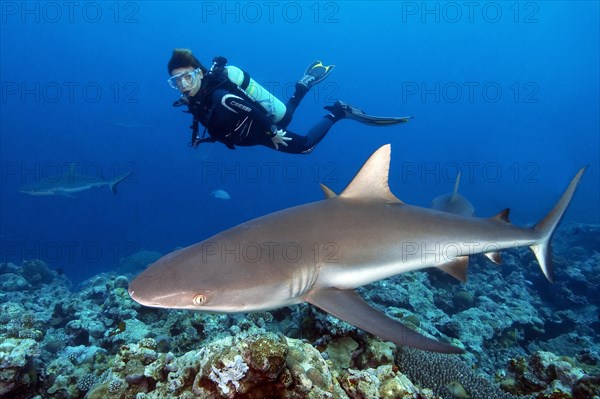 Diver looking at grey reef shark