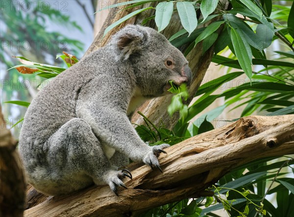 Koala