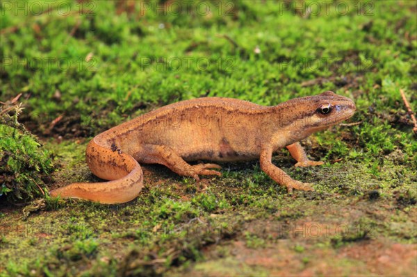 Common newt