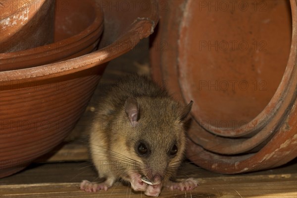 Edible dormouse