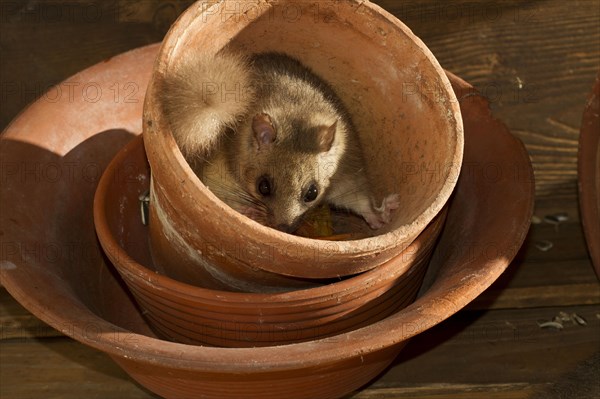 Edible dormouse