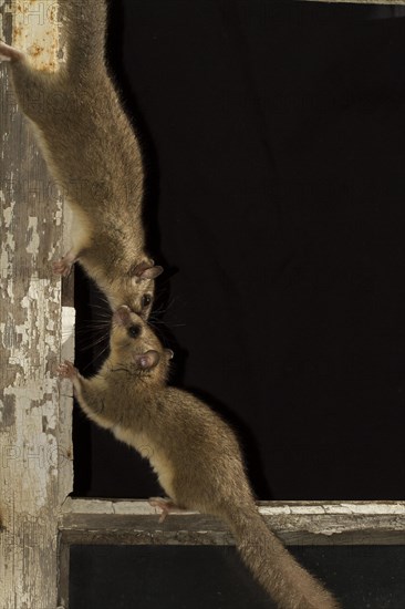 Edible dormouse