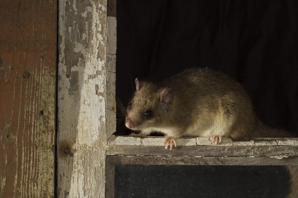 Edible dormouse