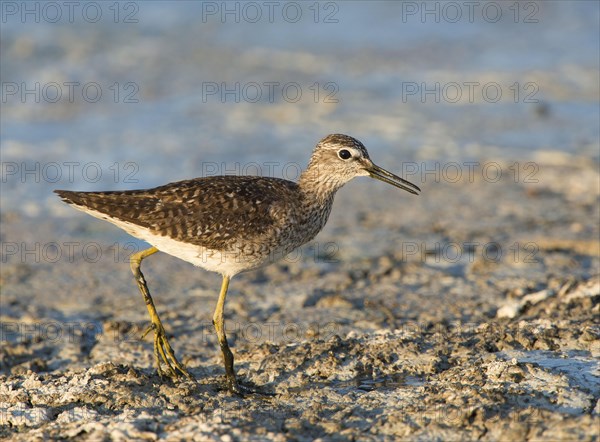 Wood sandpiper