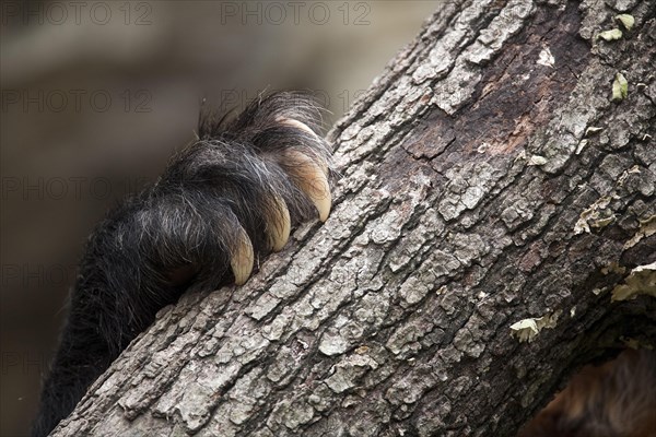 Spectacled Bear