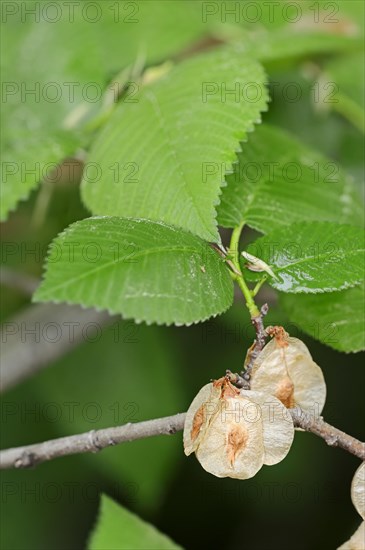 European White Elm