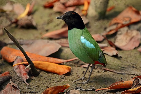 Hooded Pitta