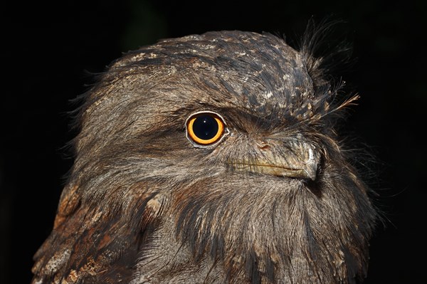 Tawny Frogmouth