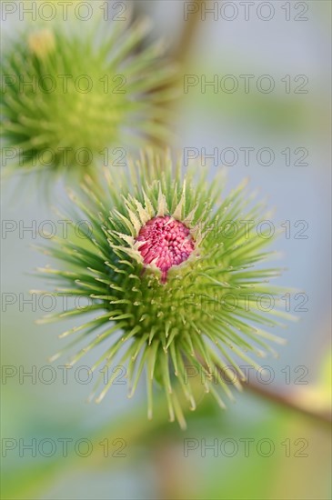 Greater Burdock