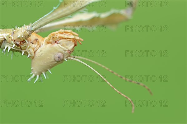 Giant prickly stick insect