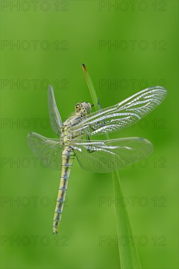 Black-tailed Skimmer