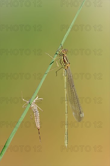 Willow Emerald Damselfly