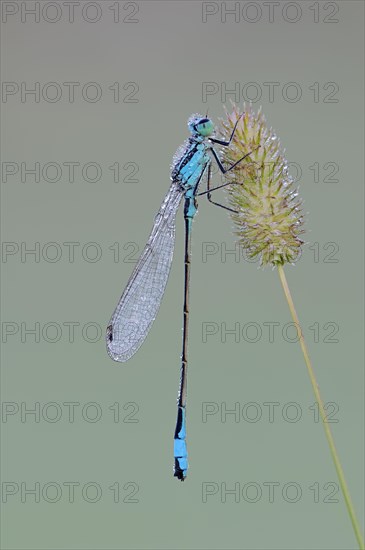 Blue-tailed damselfly