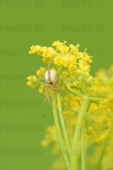 Comb-footed Spider