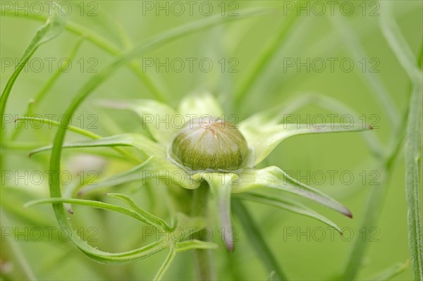 Common Cosmos