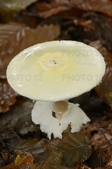 Wood Mushroom