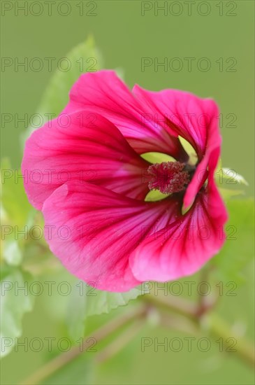 Annual Malope