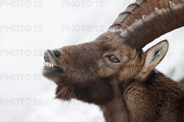 Alpine Ibex