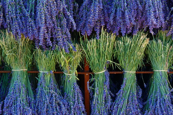 Lavender harvest