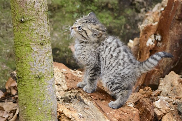 European Wildcat