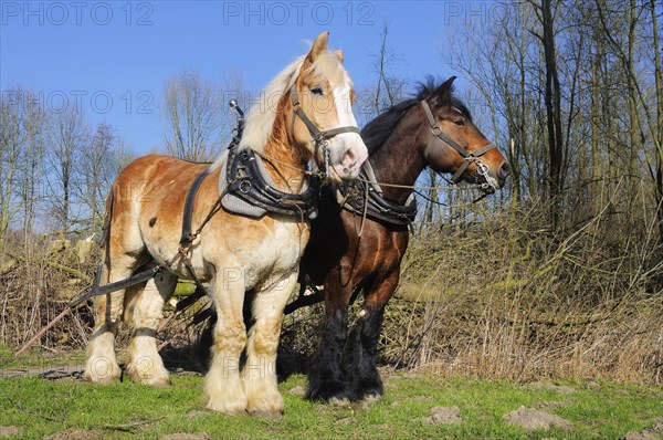 Belgian cold-blooded horses at woodback