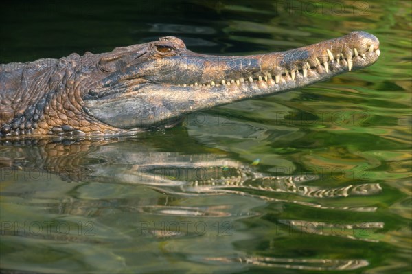 False gharial