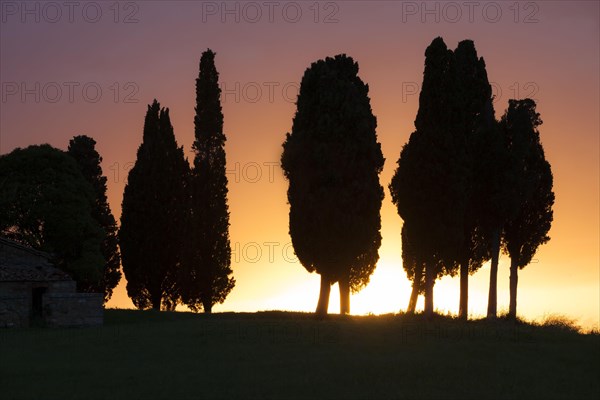 Cypresses