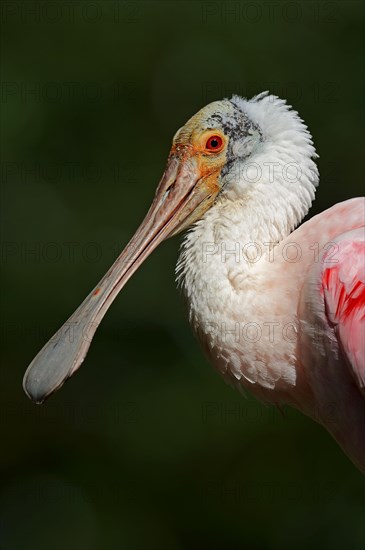 Roseate spoonbill