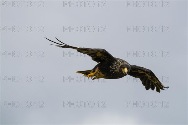 Falkland Caracara Striated Caracara