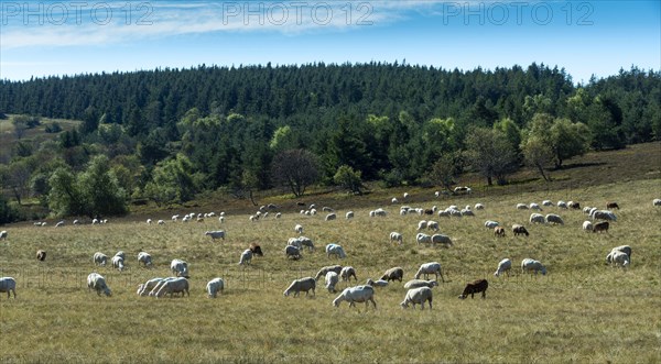 Sheep grazing in the Livradois-Forez Regional Nature Park